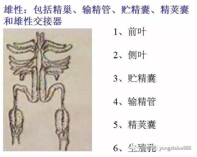 高清图解:对虾内部结构详解,很多养虾人还不了解.