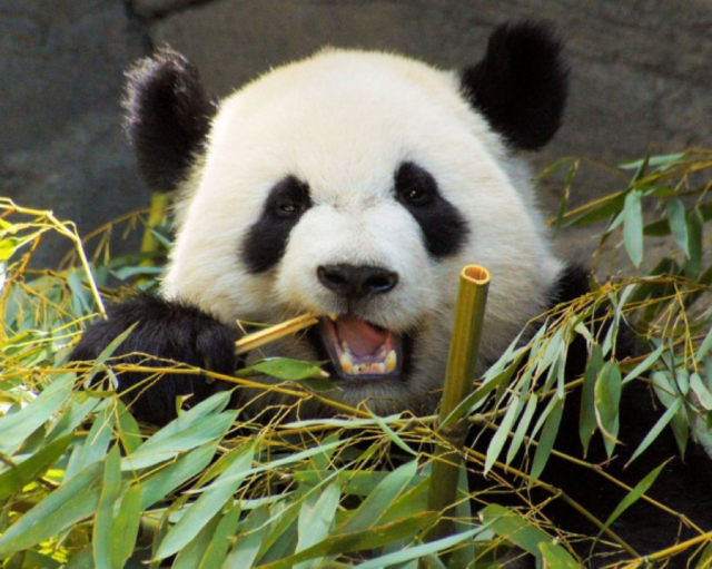 【菠萝科学奖】生物医学奖:为了吃竹子,熊猫们到底经历了啥?