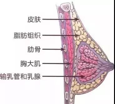 而乳房的另一部分组织是占乳房90%的脂肪,脂肪型大腿越揉越细,脂肪型