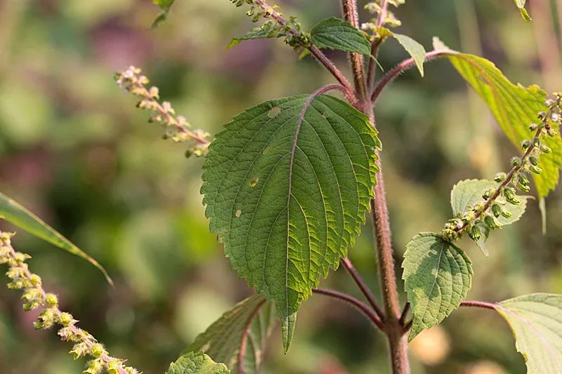 野紫苏精心排列的花序