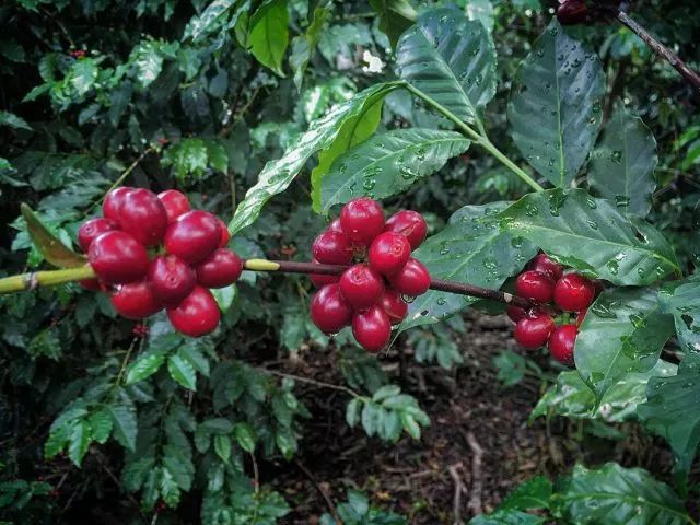 咖啡产地非洲的心脏布隆迪咖啡产区和风味特征简介