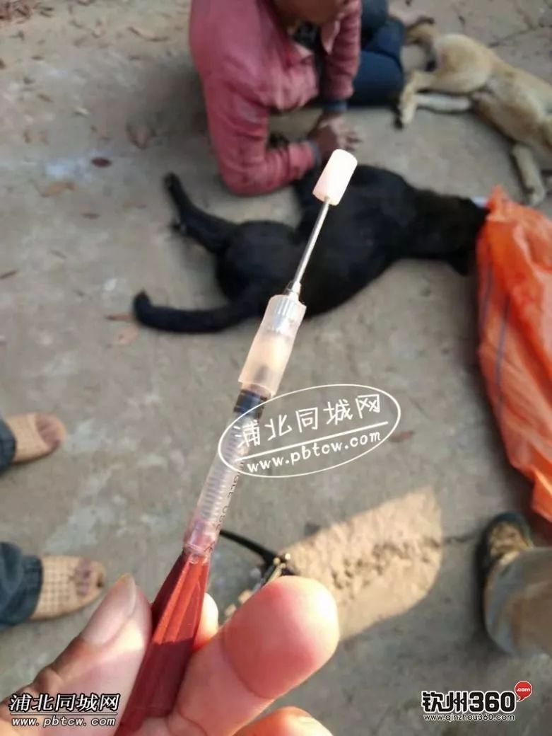 人赃俱获男子在钦州用毒针偷狗被逮到了作案工具曝光