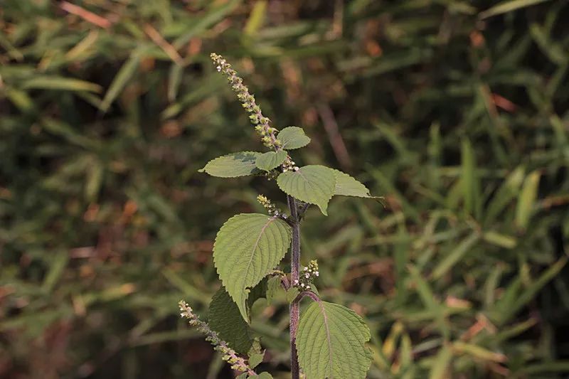 野紫苏精心排列的花序