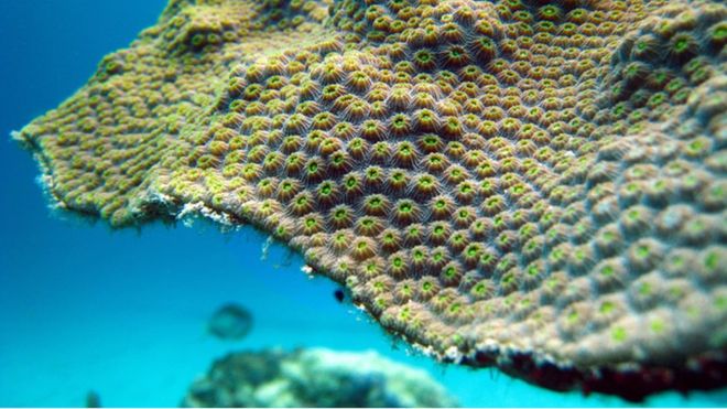 太平洋島國帕勞宣布2020年禁止銷售含對珊瑚礁有害配方的防曬霜