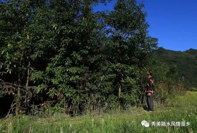 覃会明查看香皮树的长势"我希望有年轻人能够喜欢香粉香,这样就能把制