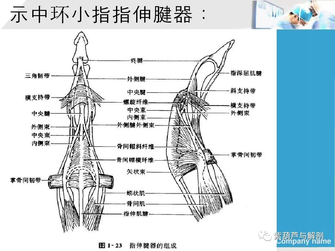 手部肌腱解剖及功能