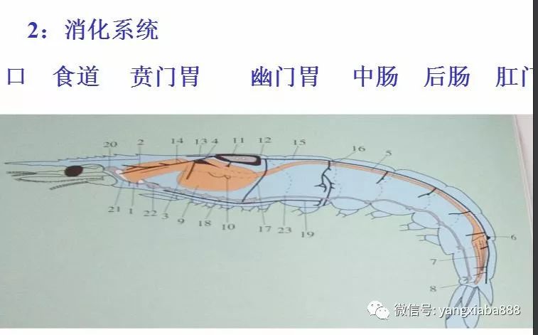 高清图解对虾内部结构详解很多养虾人还不了解