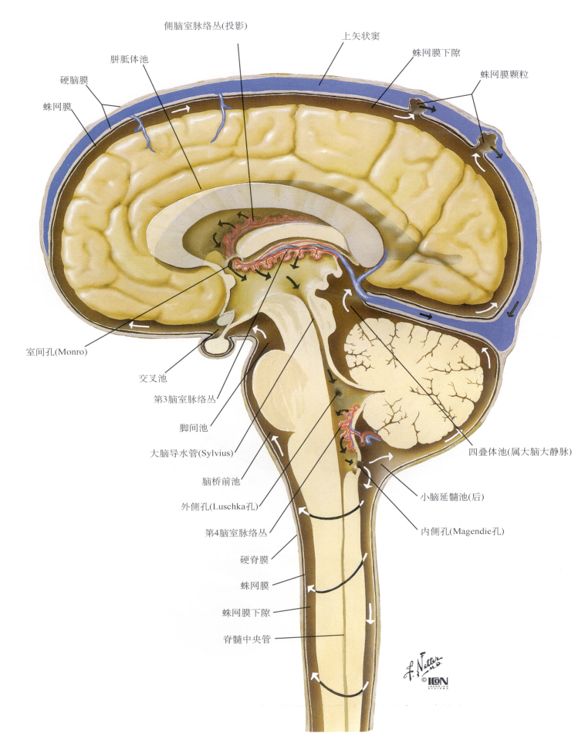 产生,经过脑室系统流入蛛网膜下腔,最后经蛛网膜颗粒渗透到上矢状窦