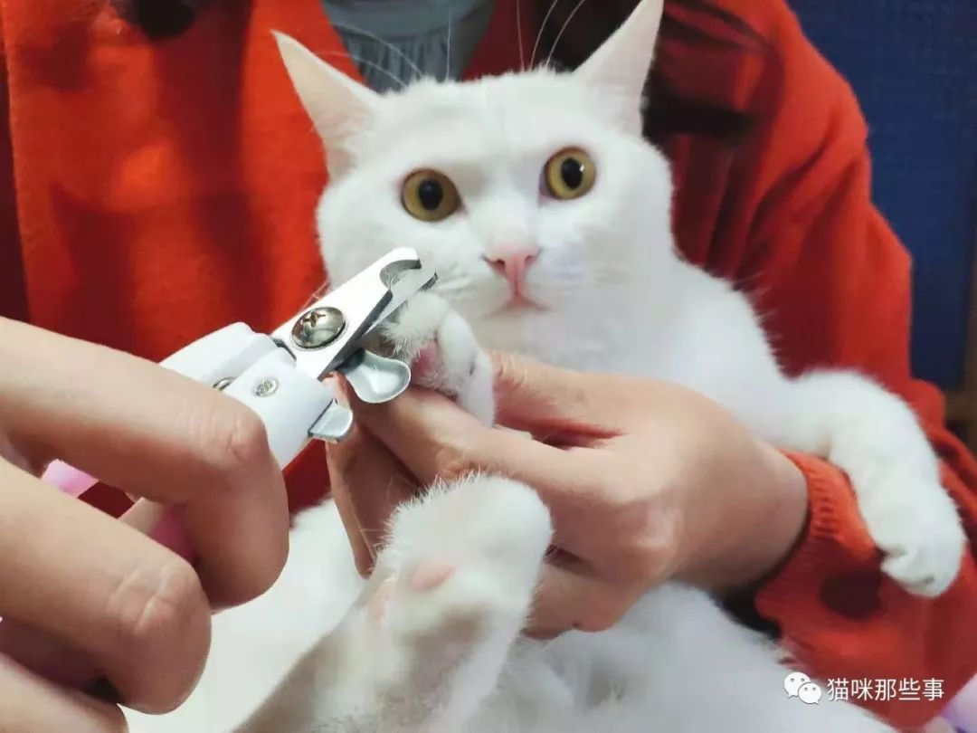 一篇教你，怎么给猫咪正确的剪指甲！ - 知乎
