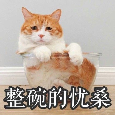 十个橘猫九个胖,还有一个成了表情包!