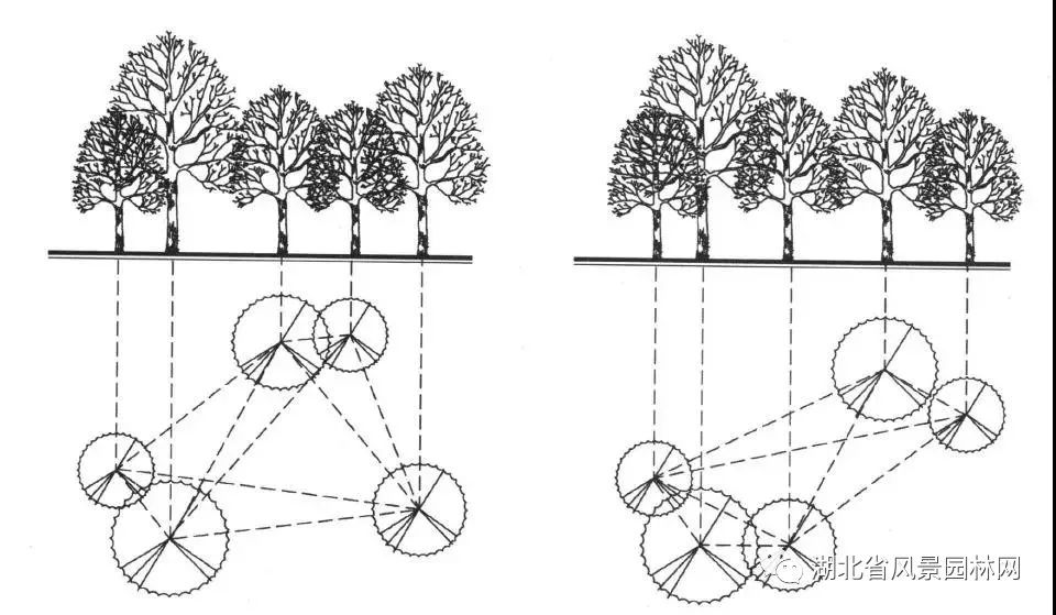 四株配置△三株配置以遮阴为主要目的的树丛常选用乔木,并多用单一