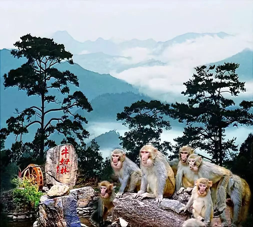 【双11特惠】￥99元起 闽南西双版纳牛姆林,逗趣猕猴