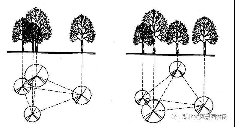 三株配置以遮阴为主要目的的树丛常选用乔木,并多用单一树种,如香樟