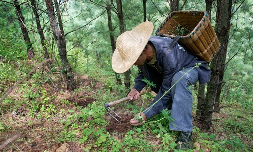 采药老汉深山遭遇野鸡精救了老野鸡儿子却变成痴呆人