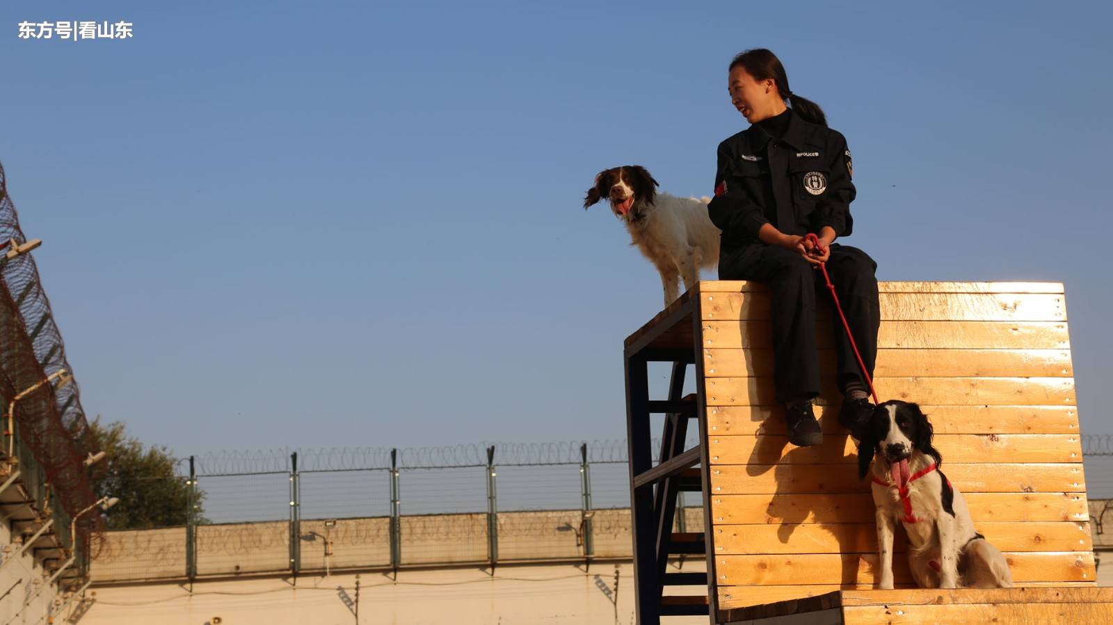 90后警花训犬员每天一身狗毛为训犬曾多次被咬