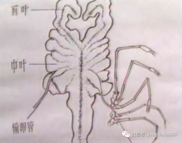 高清图解对虾内部结构详解很多养虾人还不了解