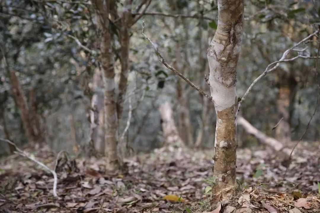 闵天禄(2000年)进一步指出,热带亚洲是山茶属的起源地和山茶科的