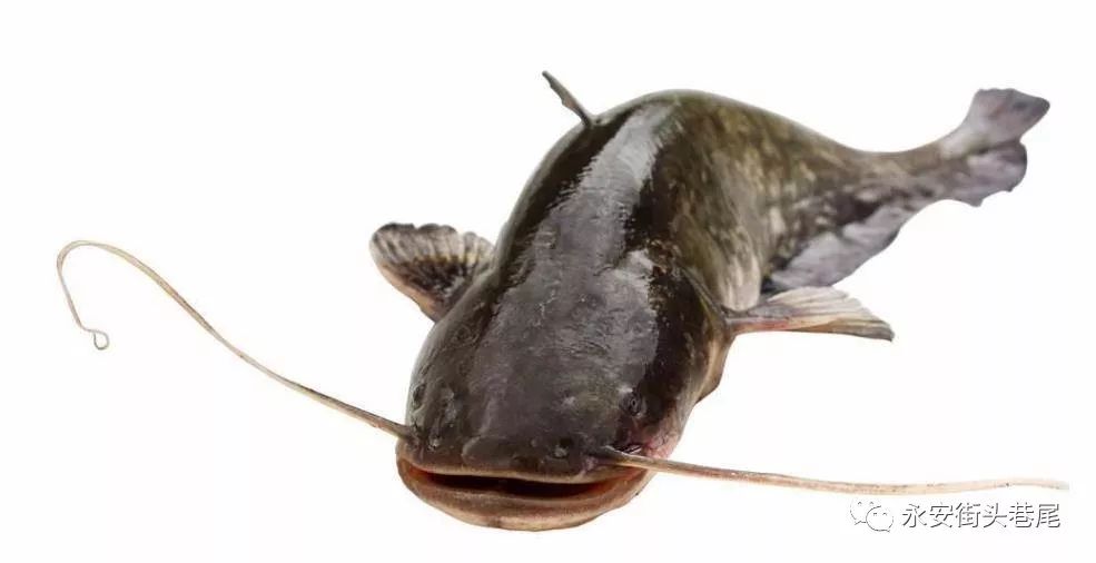 【曝料】有人在洪田河里抓到稀有的"胡子鱼" 好心人花钱买下养在了