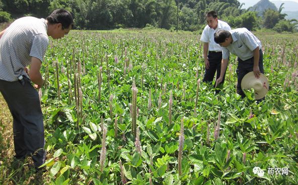 現在什麼中藥價格高？行情好？農民該種什麼賺錢？ 商業 第2張