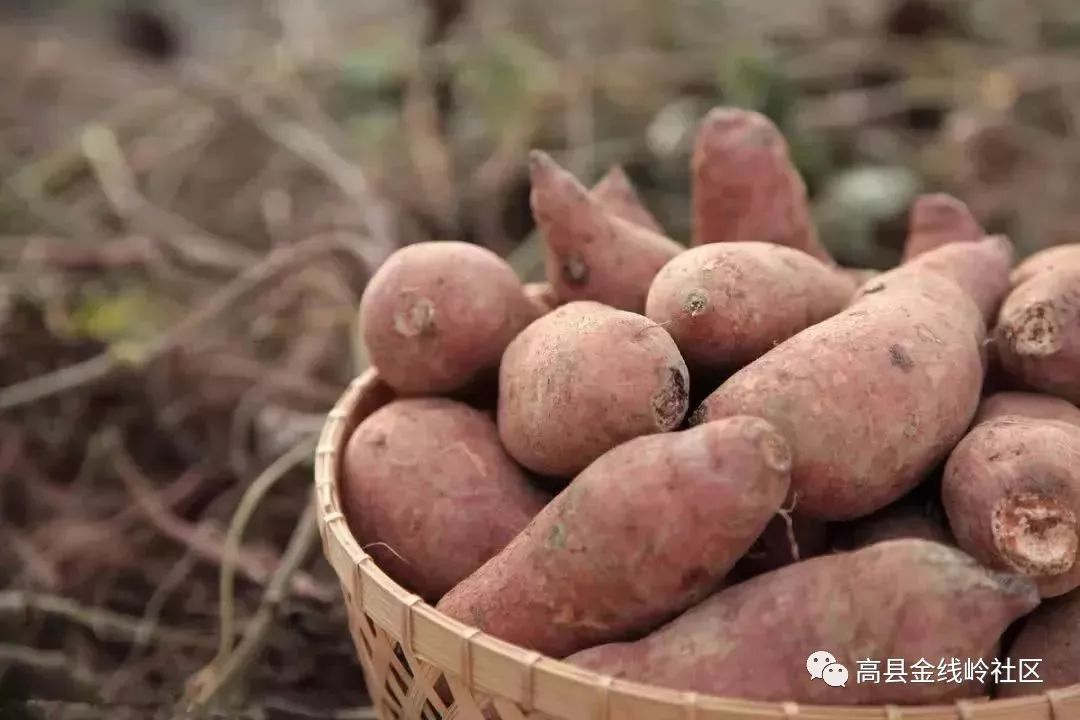 高县农村的红苕又熟了想念吃烧红苕的那些时光