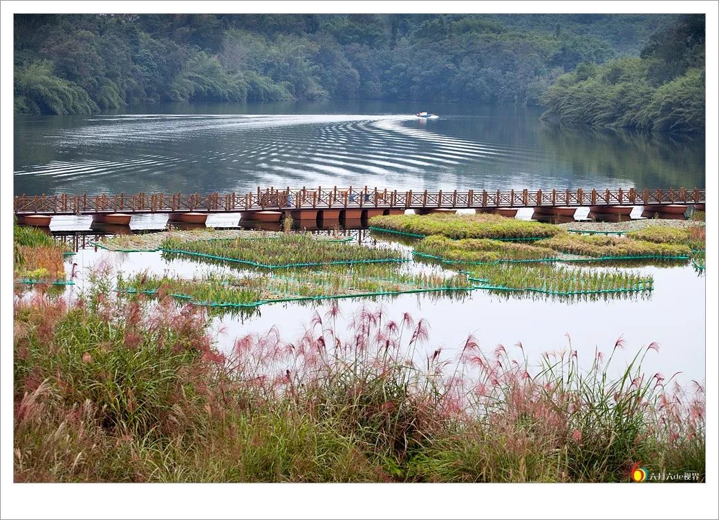 凤凰湖国家湿地公园是泸州首个国家级湿地公园,也是国家4a级风景区