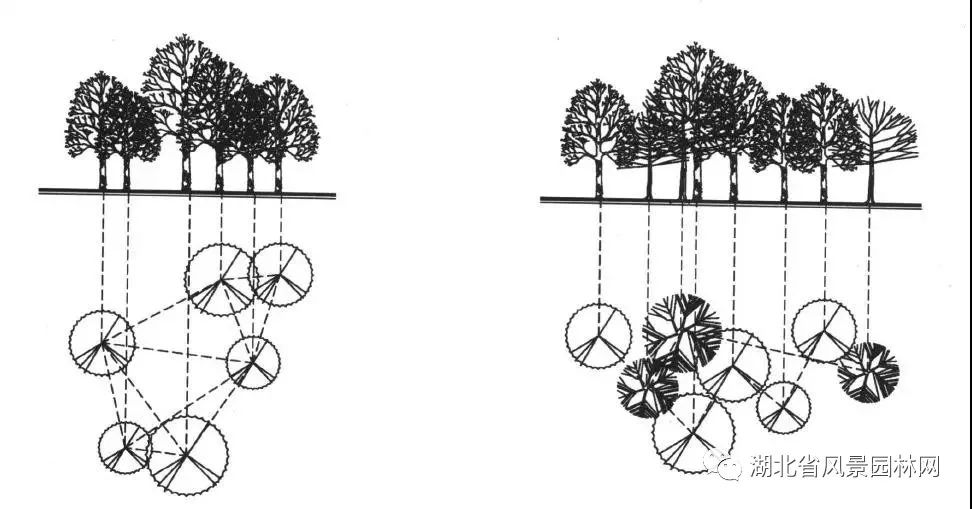 五株配置△四株配置△三株配置以遮阴为主要目的的树丛常选用乔木