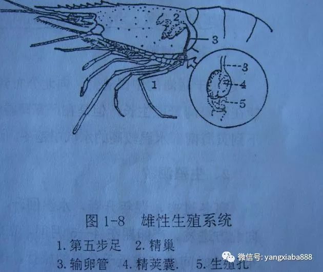 高清图解对虾内部结构详解很多养虾人还不了解