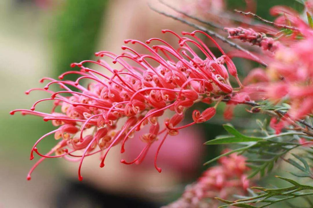 识花红花银桦