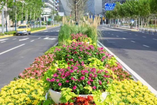 颜值担当上海街头这些花坛花境美出新高度