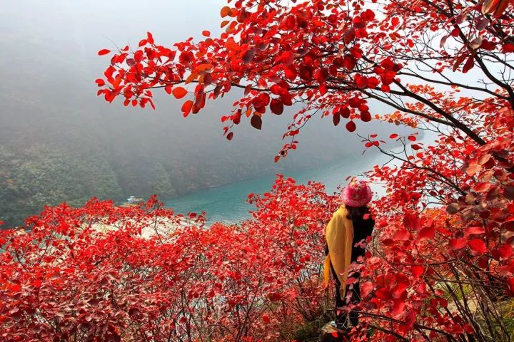 在一年中最好的季节,欣赏一生中必看的最美红叶:重庆巫山红叶!