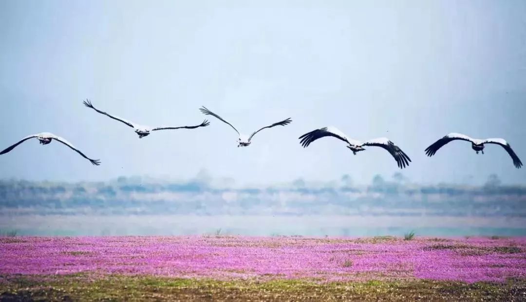 都昌这些风景比鄱湖花海更美你知道吗