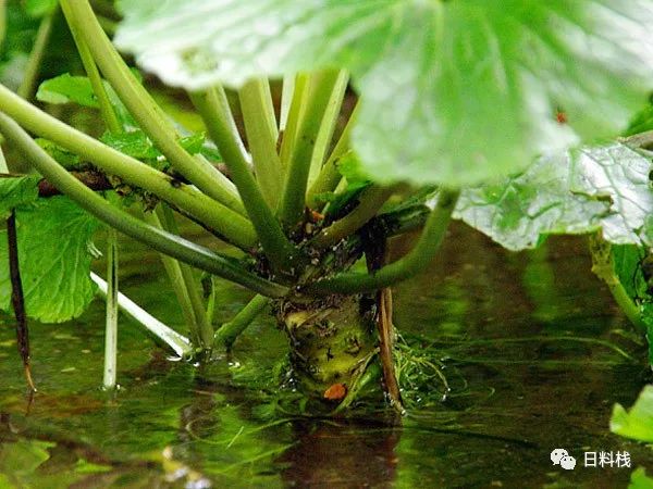 关于芥末(划掉)山葵的科学,玄学与鄙视链