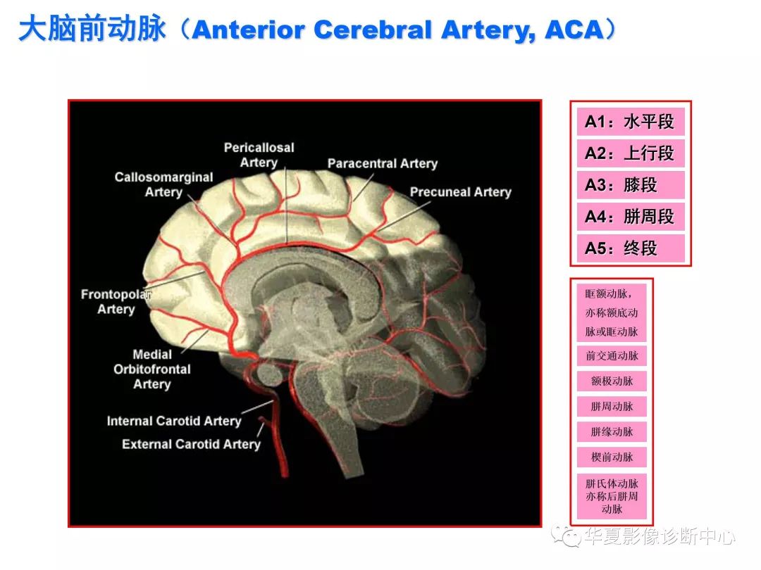 脑动脉分段(高清图解版)