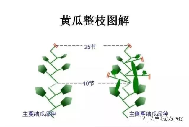 黄瓜想高产?很多人没记全这7招!