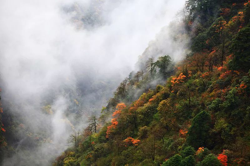 峨眉山盘山公路到了最美的时候