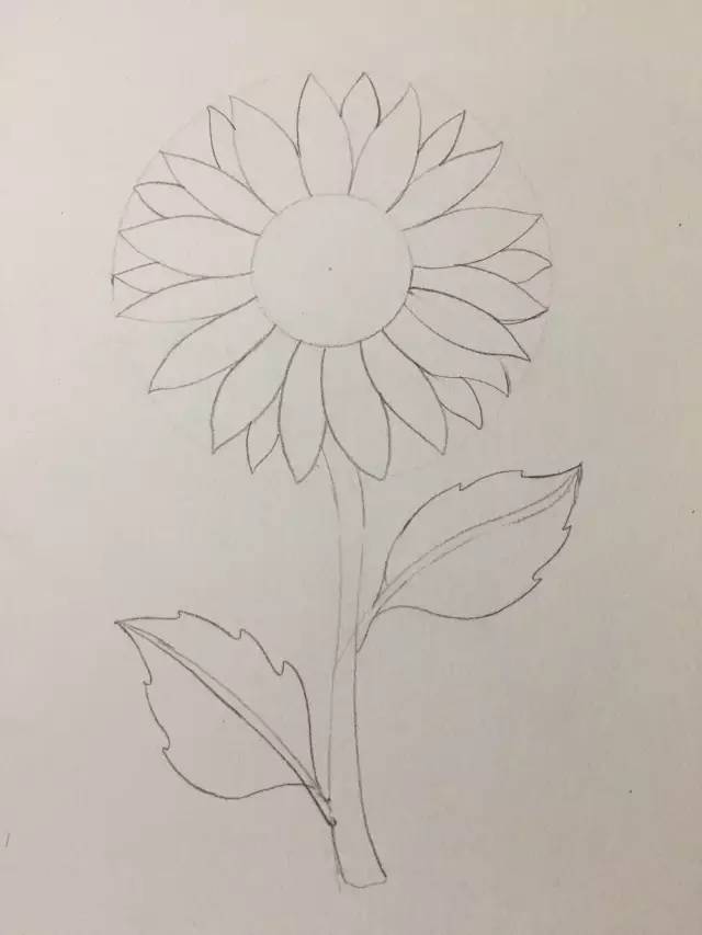 简笔画教程 | 零基础详细步骤起型,马克笔一朵暖暖的向日葵!