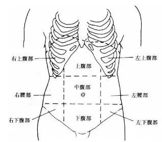 为了方便区分各个器官的位置,将腹部划分成9个区域