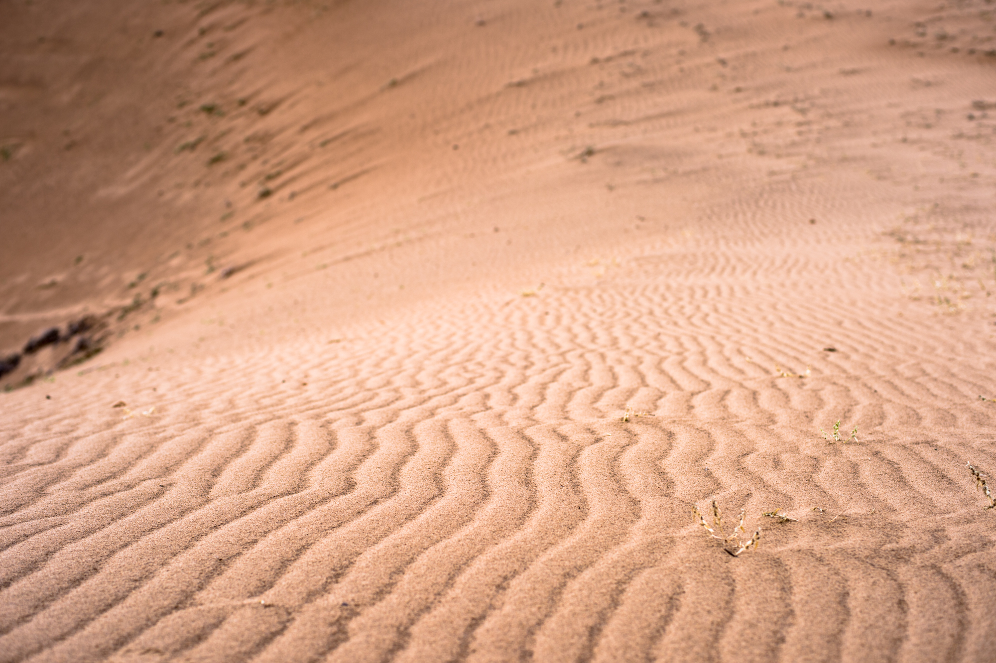 騰格裡沙漠邊緣的奇觀，一半沙漠一半黃河水，被譽為「塞上江南」 旅行 第14張