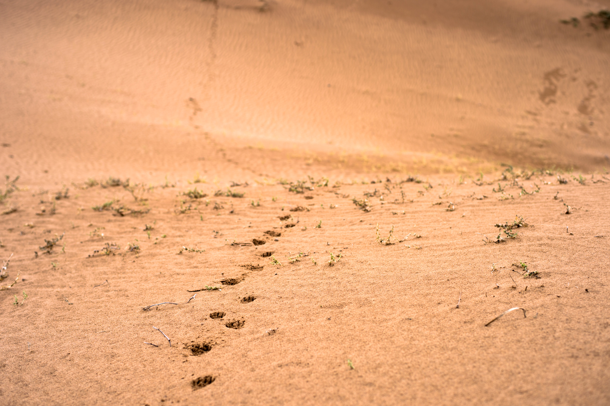 騰格裡沙漠邊緣的奇觀，一半沙漠一半黃河水，被譽為「塞上江南」 旅行 第13張