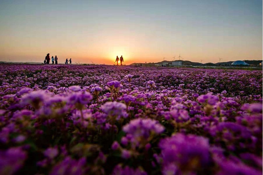 摄 今年湖水退得早 鄱阳湖花海重现 鄱阳湖都昌水域花海美景(傅建斌