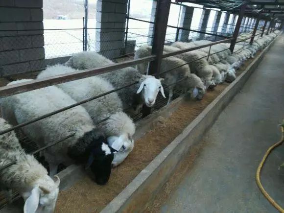 这是我见过最牛逼的羊场