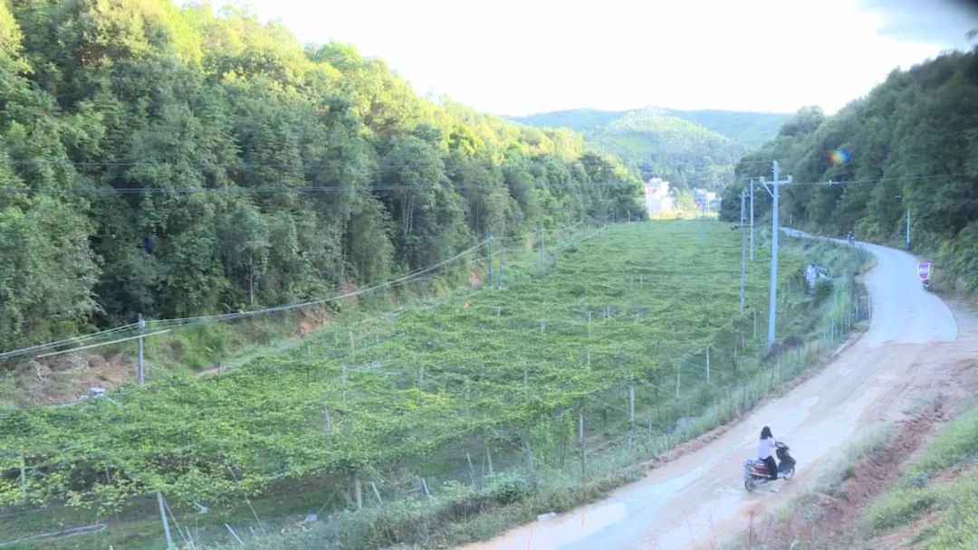 龙川铁场镇人口_龙川铁场镇十大富豪