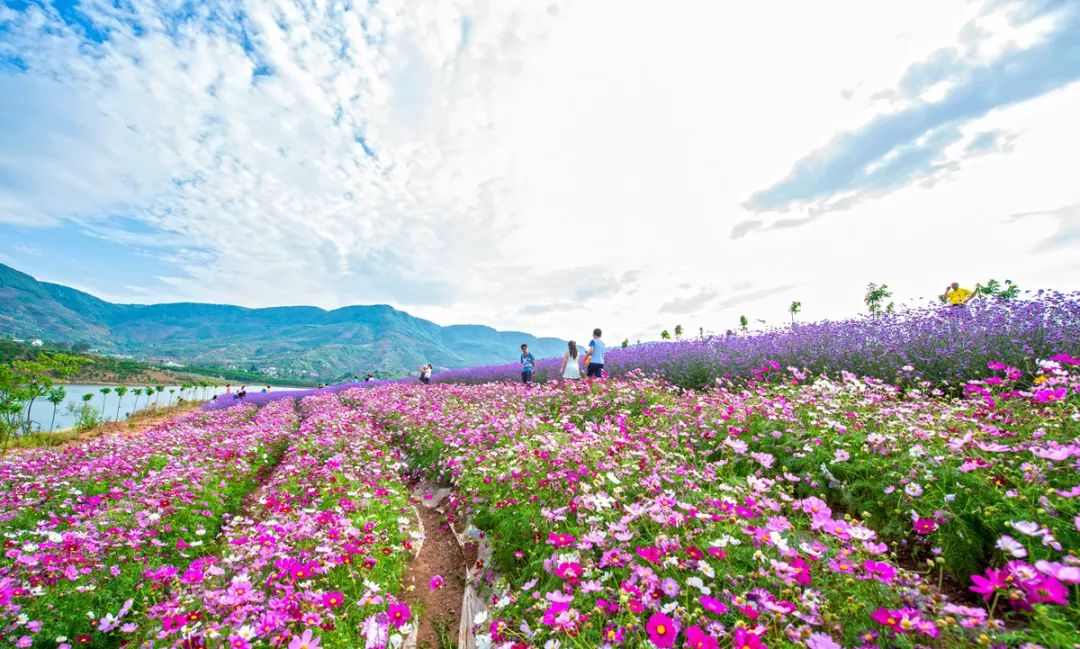 大量外来人口对攀枝花杨花_攀枝花花图片(2)