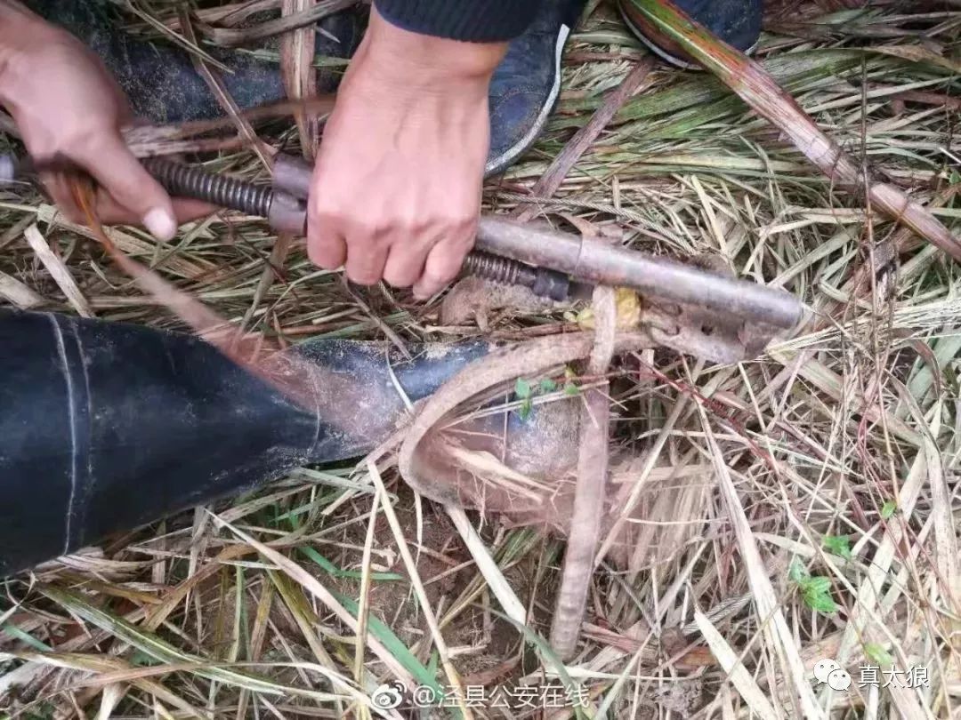 榔桥老人被野猪夹夹住蜀黍掏出神器解除陷阱