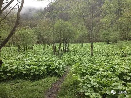 关于芥末(划掉)山葵的科学,玄学与鄙视链