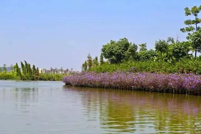 麻涌华阳湖国家湿地  麻涌华阳湖湿地公园位于东莞 相比其他湿地