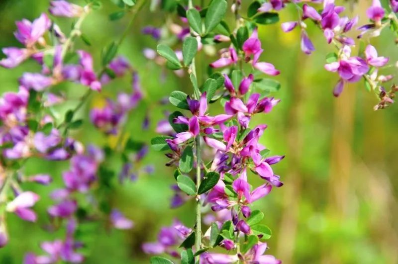 铁马鞭(l. pilosa )