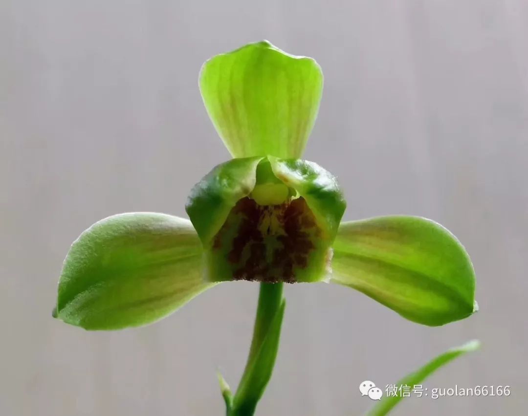 送春与秋芝在2017年相对较火,这两个兰种分布区域窄,总体量较小,出好