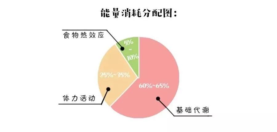 一天的能量消耗去路图