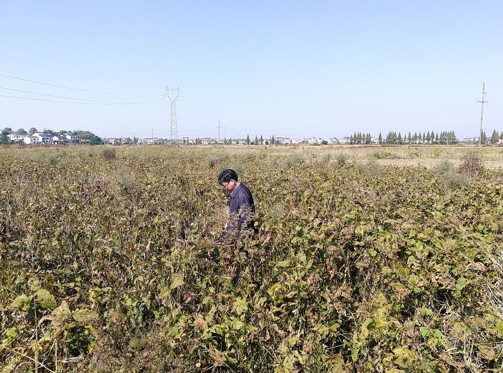 大豆绝收?市农业局专家来"会诊"